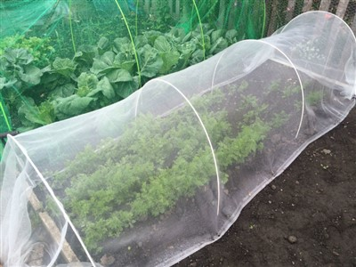 Insect Net in Greenhouse