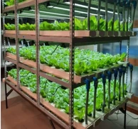 水耕飼料システム、葉物野菜用の屋内垂直農業